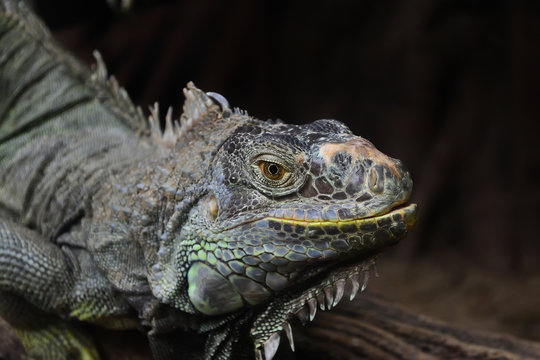 Closeup picture of iguana.