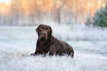 Labrador lying on the grass covered with frost