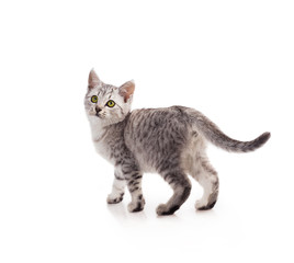 gray striped tabby cat kitten