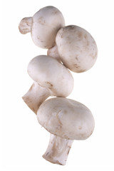 .mushrooms isolated on white background
