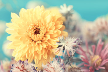 adorable autumnal yellow aster close up