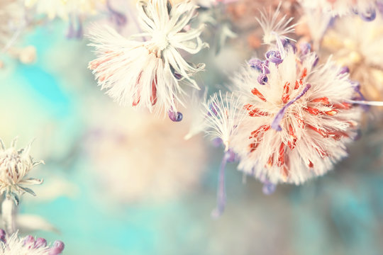 Delicate Fluffy Flower Bud Close Up