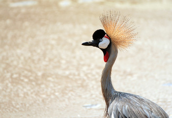 Grey Crowned Crane, Lake Manyara, Tanzania