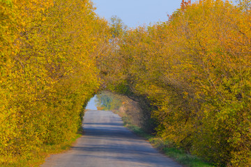 road through a tree tunnel