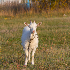 white goat on a pasture