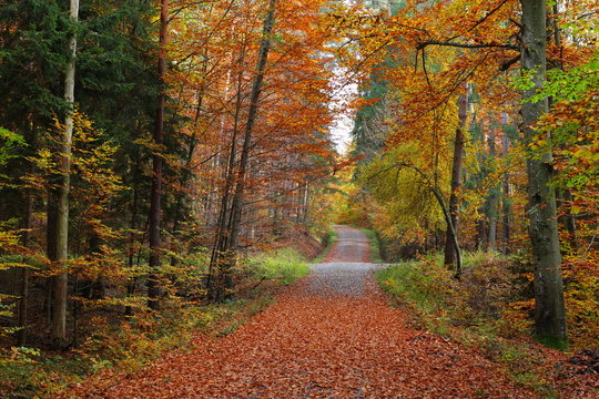 Herbstlicher Waldweg im Sch&ouml;nbuch