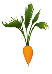 Carrot illustration