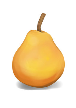 Pear illustration