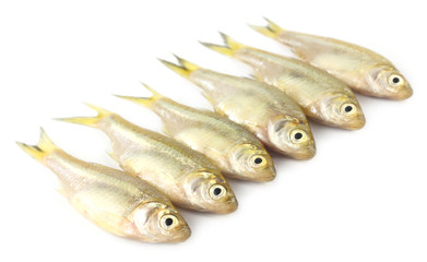 Amblypharyngodon mola fish of Southeast Asia