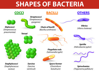 morphological differences between bacteria - obrazy, fototapety, plakaty