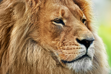 Lion portrait with rich mane on savanna, safari