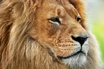 Poster de jardin Lion Lion portrait with rich mane on savanna, safari