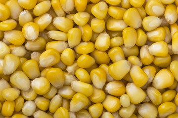 pile of Yellow Corn seed grains for texture or background