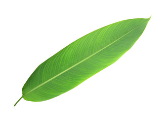 Green leaf isolated on white background