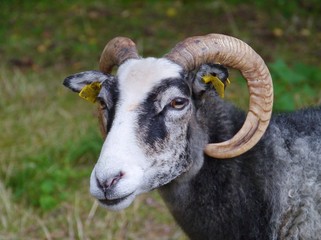 Fototapeta premium A portrait of a sheep with horns