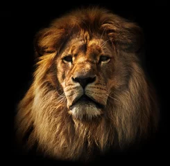 Poster Löwe Löwenportrait mit reicher Mähne auf Schwarz