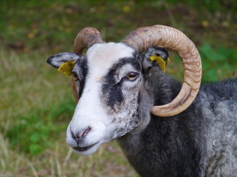 A portrait of a sheep with horns