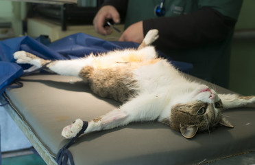 Cat in a veterinary surgery
