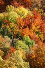 Herbstwald / Mischwald / bunt / autumn forest