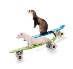 Lustige Frettchen auf Skateboards