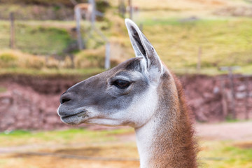 Llama. Farm of llama,alpaca,Vicuna in Peru,South America