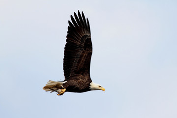 Adult Bald Eagle (haliaeetus leucocephalus)