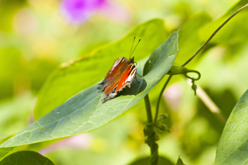 butterfly on a leaf