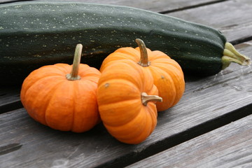 Large zucchini and miniature pumpkins