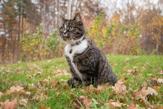 A cat looking at something
