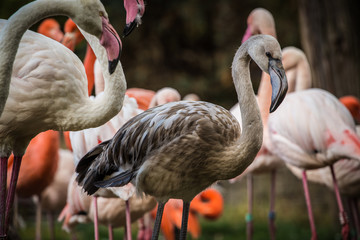 young flamingo