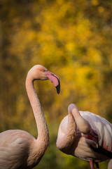 Fototapeta premium two flamingo with love