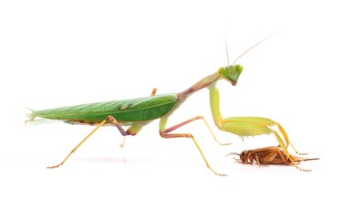 Guinean mantis (Sphodromantis gastric), male hunting on crickets