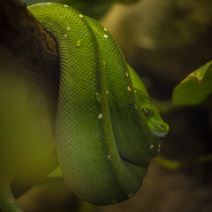 green snake