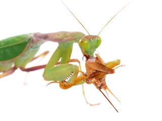 Guinean mantis (Sphodromantis gastric), male eating crickets