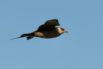 Schmarotzerraubmöwe, Arctic skua, Stercorarius parasiticus