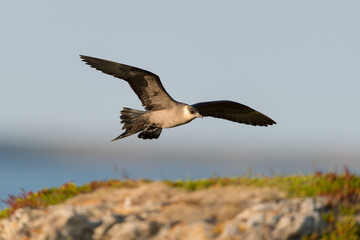 Schmarotzerraubmöwe, Arctic skua, Stercorarius parasiticus