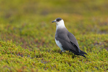 Schmarotzerraubmöwe, Arctic skua, Stercorarius parasiticus