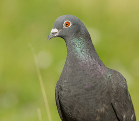 Dove