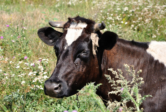 portrait of a cow