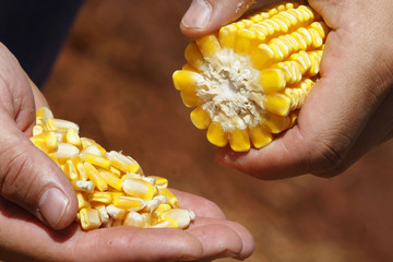 corn in farmer hands
