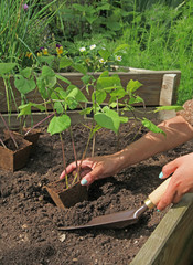 plantation de haricots dans un carré potager 