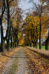 The alley with trees in autumn.