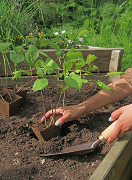 plantation de haricots dans un carr&eacute; potager 