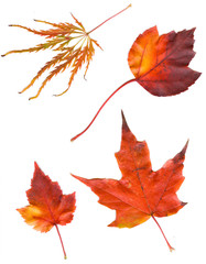 collection beautiful colorful autumn leaves isolated on white ba