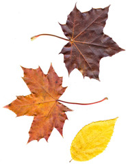 collection beautiful colorful autumn leaves isolated on white ba