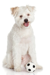 Cows on meadow. Grazing calves