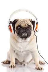 dog listening to music.  Pug Dog isolated on White Background