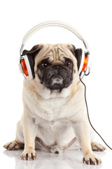 Obraz premium dog listening to music. Pug Dog isolated on White Background