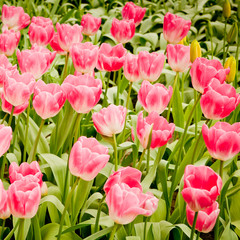 colorful tulips.