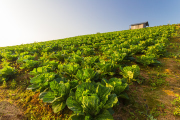 Fototapeta na wymiar cabbage farm under sunrise